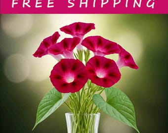 25 SCARLET O'HARA Morning glory SEEDS 15 ft climbing vines fresh seed