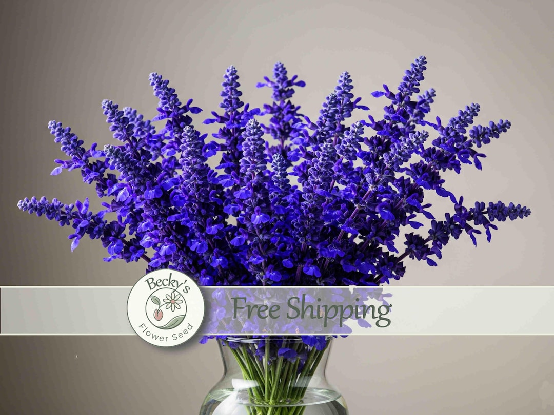 50 Salvia Victoria Blue Flower Seeds Dried Arrangements Sage Mealycup