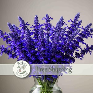 May include: A vibrant bouquet of deep purple salvia flowers arranged in a clear glass vase. The stems are visible through the glass. A circular logo featuring a flower and the text Becky's Flower Seed is positioned over the lower section.