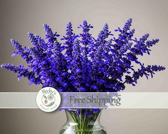 May include: A vibrant bouquet of deep purple salvia flowers arranged in a clear glass vase. The stems are visible through the glass. A circular logo featuring a flower and the text Becky's Flower Seed is positioned over the lower section.