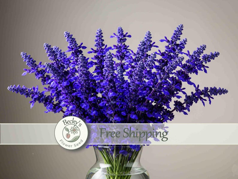 May include: A vibrant bouquet of deep purple salvia flowers arranged in a clear glass vase. The stems are visible through the glass. A circular logo featuring a flower and the text Becky's Flower Seed is positioned over the lower section.