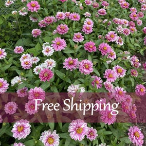 30 Zinnia marylandica Dwarf Cherry Raspberry Red White Flower seed Clump forming