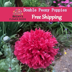 HUGE FLOWERS!!  Double Peony Peonies Poppies Poppy Flower Seeds 100+ Red Pink Mix