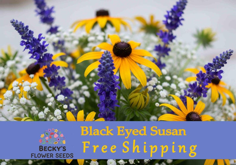 BeckysFlowerSeed Black Eyed Susan Seeds - Thumbnail 5