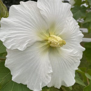 25 Hibiscus mutabilis Seeds Hardy Confederate Rose Blooms