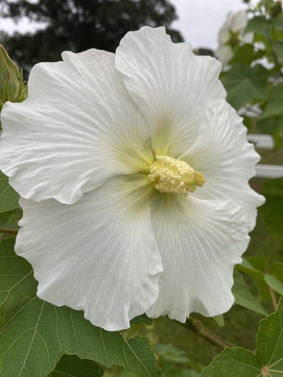 25 Hibiscus Mutabilis Seeds Hardy Confederate Rose Blooms - Etsy