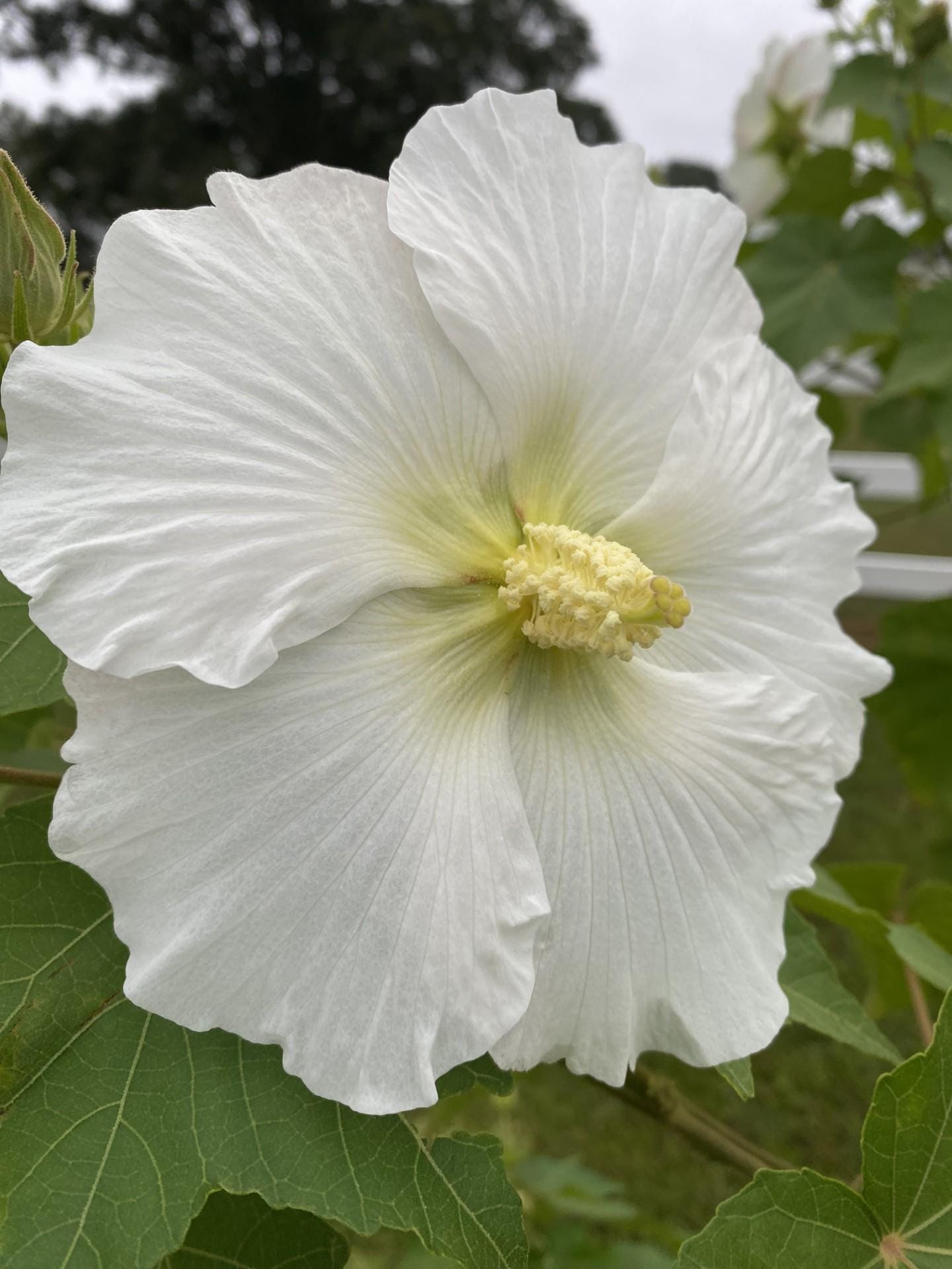 25 Hibiscus Mutabilis Seeds Hardy Confederate Rose Blooms - Etsy