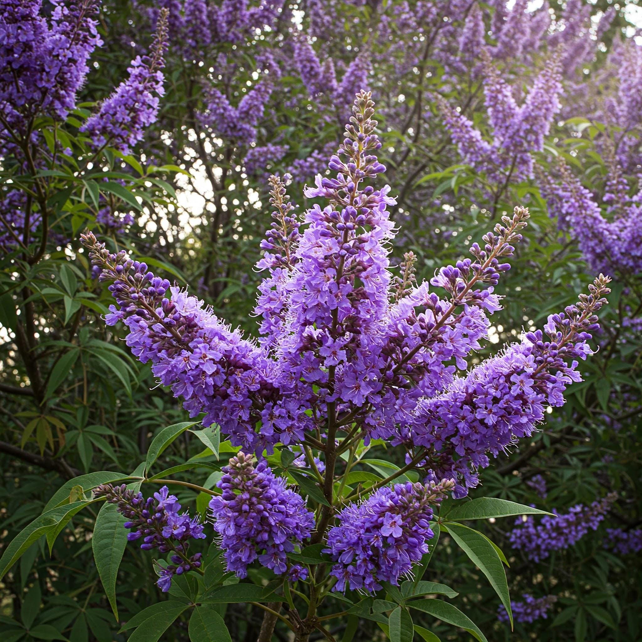 20 Chaste Chastity Tree Vitex Agnus-castus Seeds Blue Flowering Drought ...