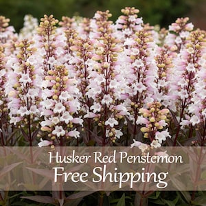 May include: A close-up of Husker Red Penstemon flowers. The flowers are a mix of white and pink, with brown stems and green leaves. The image is of a field of flowers.