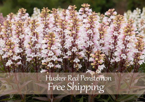 Penstemon Flower Seeds 50+ Husker Red White Flower Dark Stem and Leaves