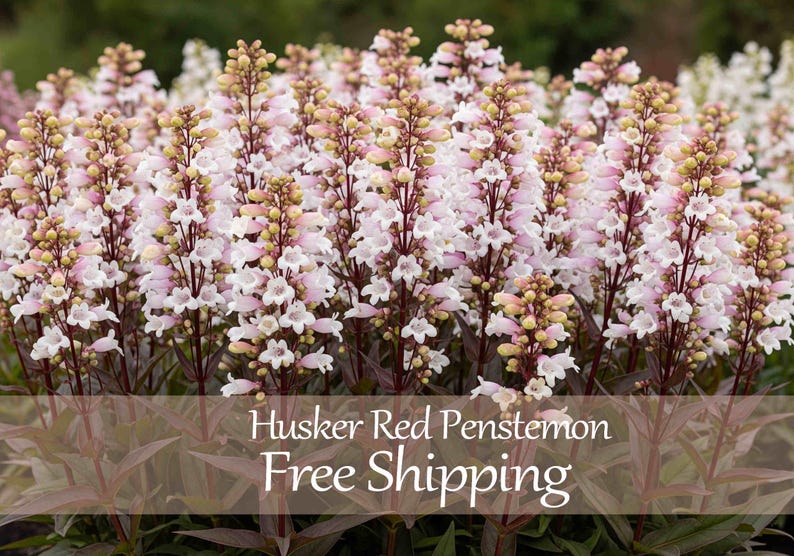 May include: A close-up of Husker Red Penstemon flowers. The flowers are a mix of white and pink, with brown stems and green leaves. The image is of a field of flowers.
