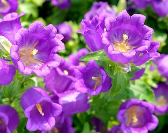 100+ Canterbury Bells Campanula Seeds Purple  Biennial Flowers