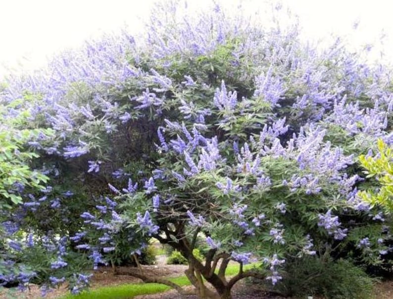 Box Chaste Tree 20 Chaste Chastity Tree Vitex Agnus-castus Seeds Blue Flowering Drought ...