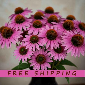 Purple Cone Flower Echinacea Pollinator Plant Seeds 30 + seeds