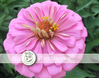 Zinnia Illumination Mix Light Pink, Magenta, Purple Seeds 30+ Butterfly Magnets Butterflies Pollinator