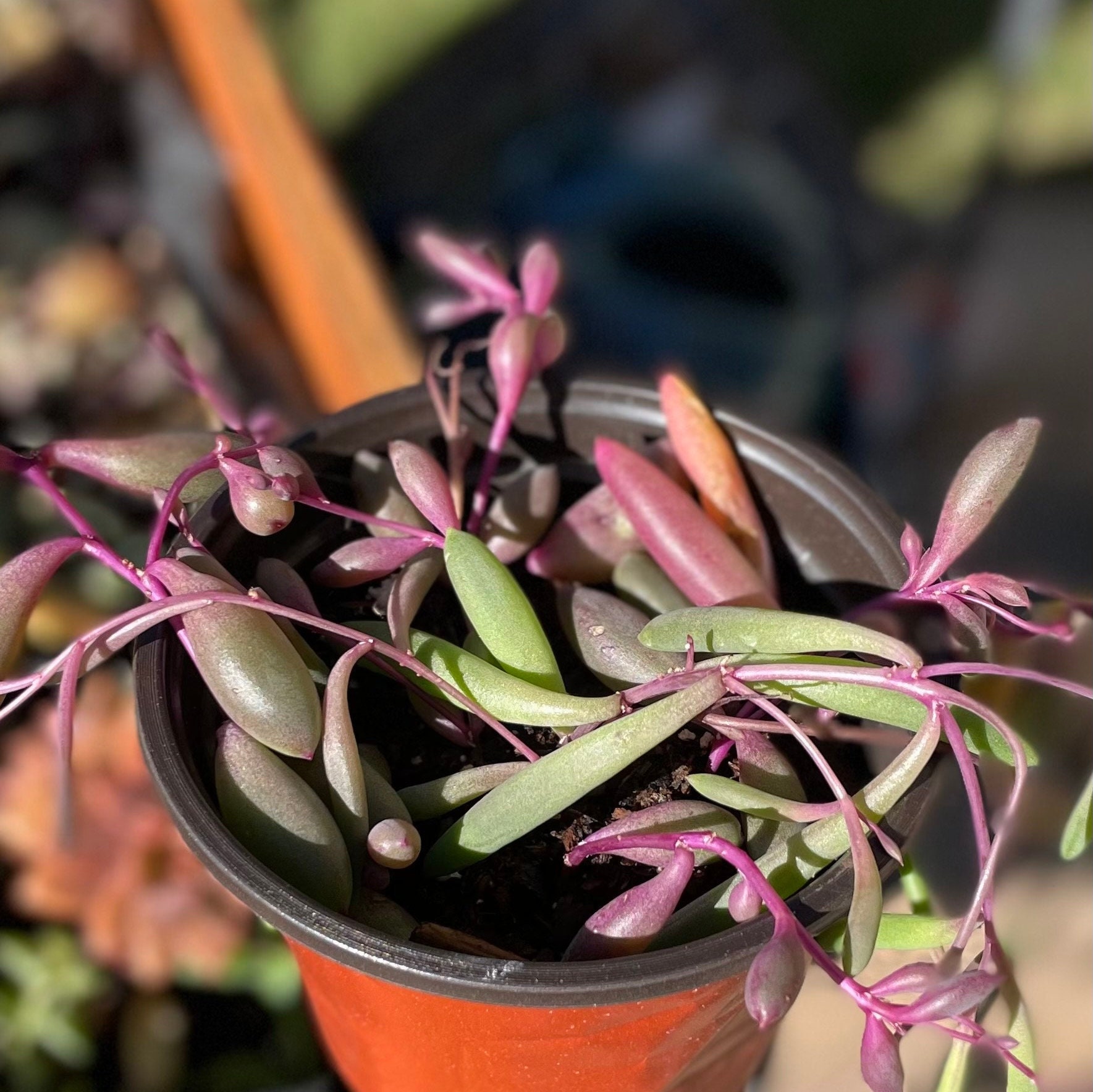 Othonna Capensis Ruby Necklace Succulent - 15 Cuttings For Fast-Growing Trailing Plants