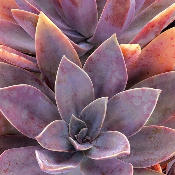 Graptoveria 'Fred Ives' Succulent