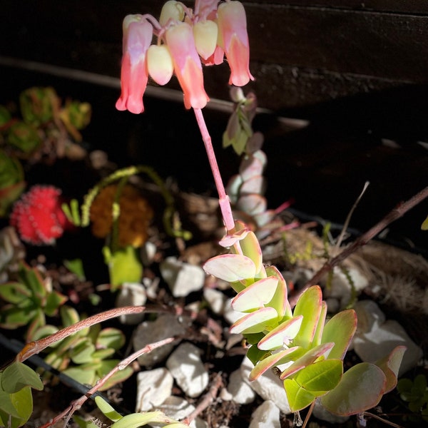 Kalanchoe Marnieriana/ Marnier's Panamensis Kalanchoe, rare succulent