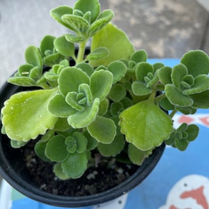 May include: A Plectranthus tomentosus plant, commonly known as Vicks plant, featuring numerous fuzzy, light green, scalloped-edged leaves growing in a black plastic nursery pot filled with dark potting soil, viewed from a top-down perspective.