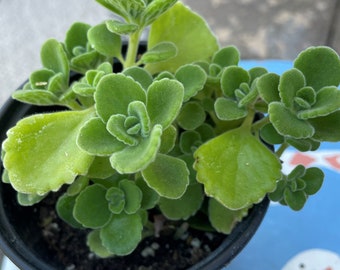 Vick’s Plant - Plectranthus Tomentosa Rare Succulent (freshy leaves give off the aroma of Vick's Vapor Rub)