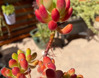 Sedum Rubrotinctum Aurora Pink Jelly Beans