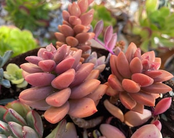 Rare red Graptosedum ‘Alpenglow’ - 2&quot;,  3&quot;  or 4&quot; potted and rooted