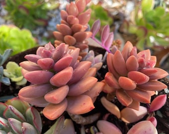 Rare red Graptosedum ‘Alpenglow’ - 2",  3"  or 4" potted and rooted