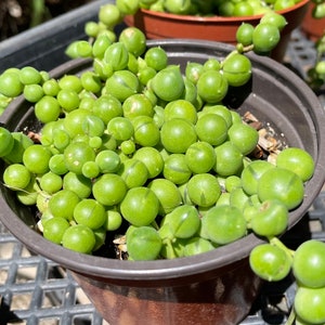String of Pearls succulent, Senecio rowleyanus, 2”, 3”, 4” (rooted) potted and cuttings