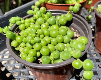 String of Pearls succulent, Senecio rowleyanus, 2”, 3”, 4” (rooted) potted and cuttings