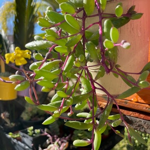 String of Rubies succulent, Othonna Capensis, Ruby Necklace  (or string of pickles)