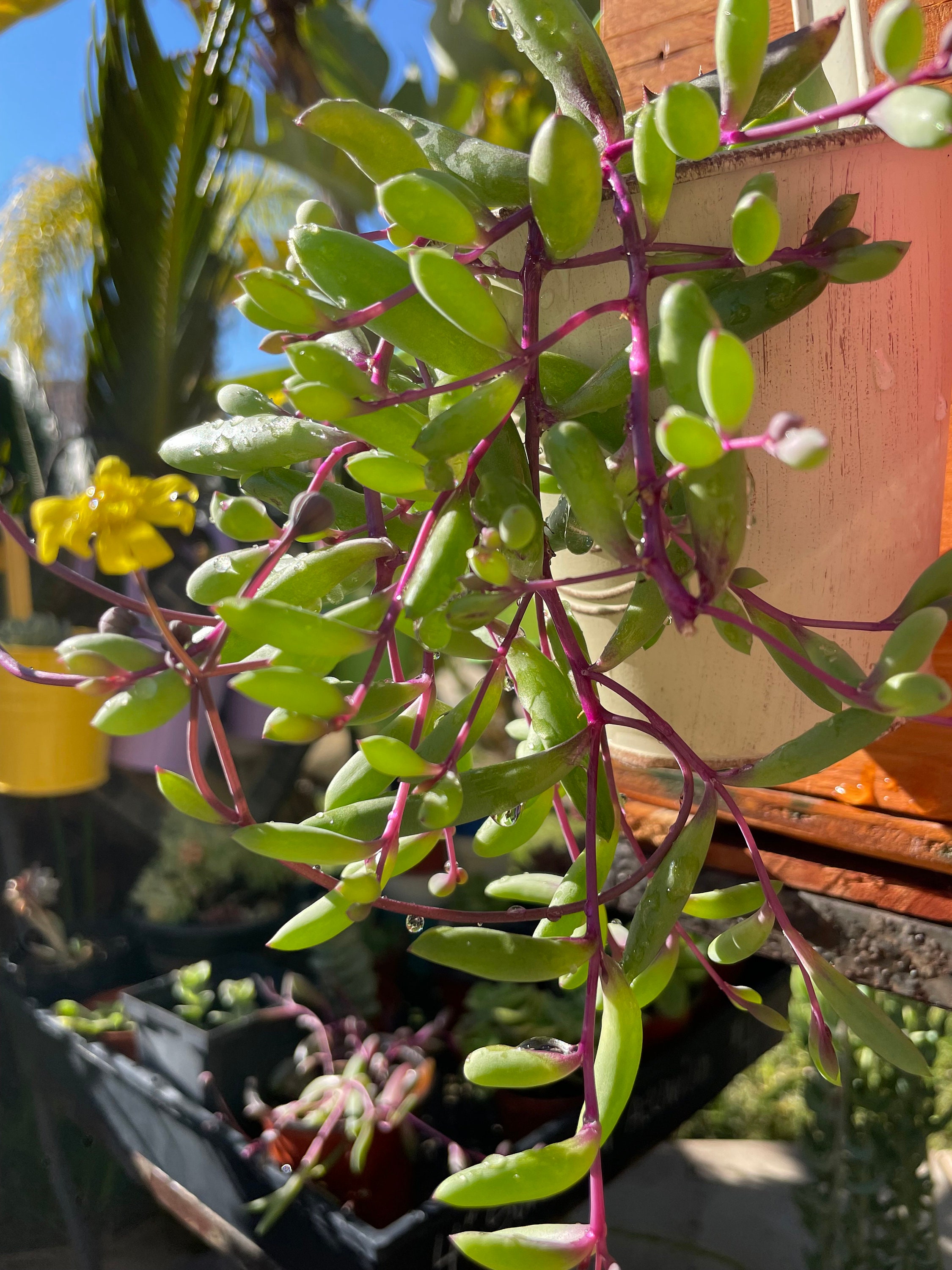 String of Rubies succulent, Othonna Capensis, Ruby Necklace  (or string of pickles)