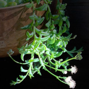 May include: A close-up of a green succulent plant with small white flowers growing out of a copper pot.