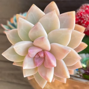 Graptopetalum Paraguayense - Beautiful rare pink purple blue haze ghost plant succulent  (rooted, rosette cuttings, and leaves available)