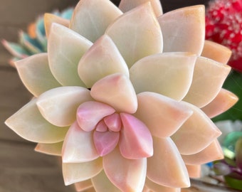 Graptopetalum Paraguayense - Beautiful rare pink purple blue haze ghost plant succulent  (rooted, rosette cuttings, and leaves available)