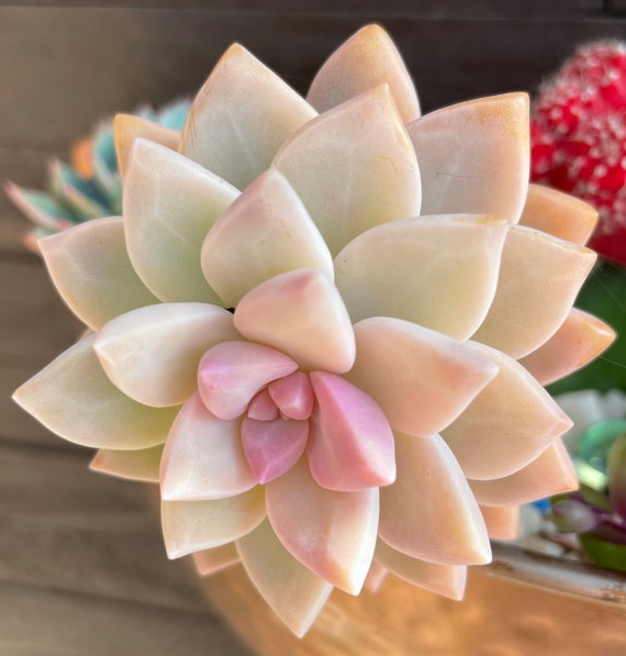 succulent kit The Works Seattle Succulent Terrariums Kit | made In Washington