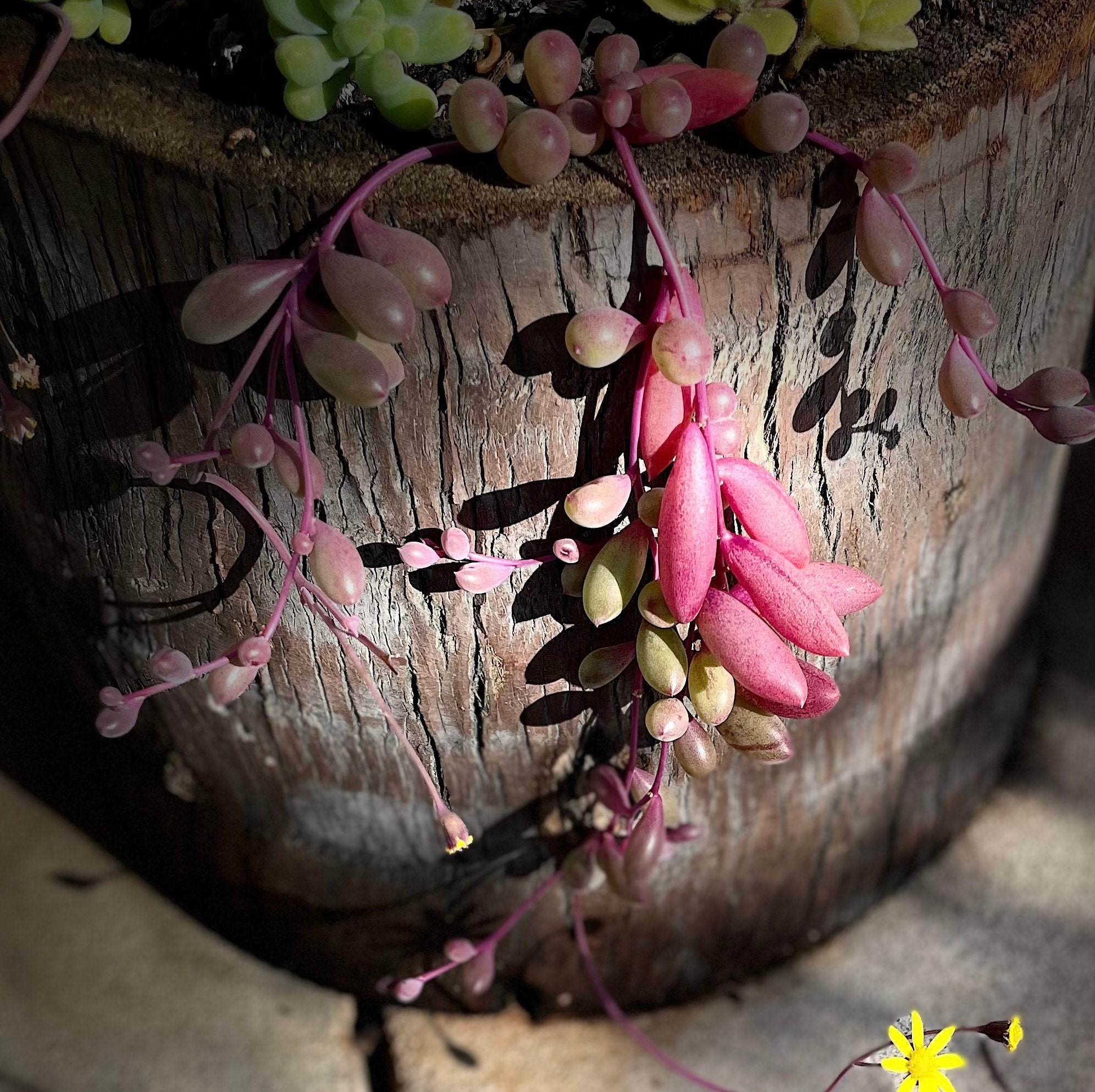 String of Rubies Succulent, Othonna Capensis, Ruby Necklace (or String ...