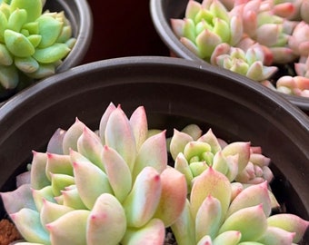 Echeveria Prolifica Clusters - The Prolific Spreader with Sparkling Rosettes
