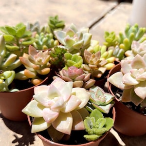 May include: A collection of small potted succulents in various shades of green, pink, and white. The succulents are arranged in a cluster, with some of the plants spilling over the edges of the pots.