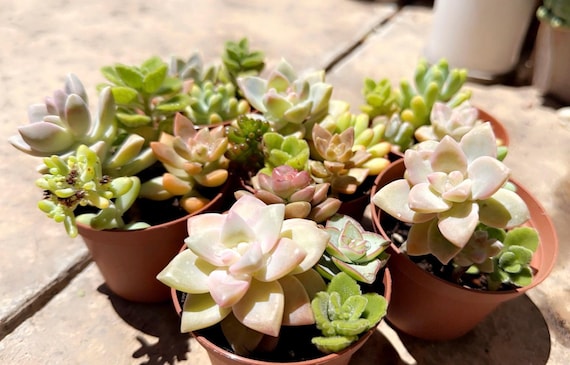 Mixed Succulents: 3" Potted Starter Plants -super Cute! - Etsy