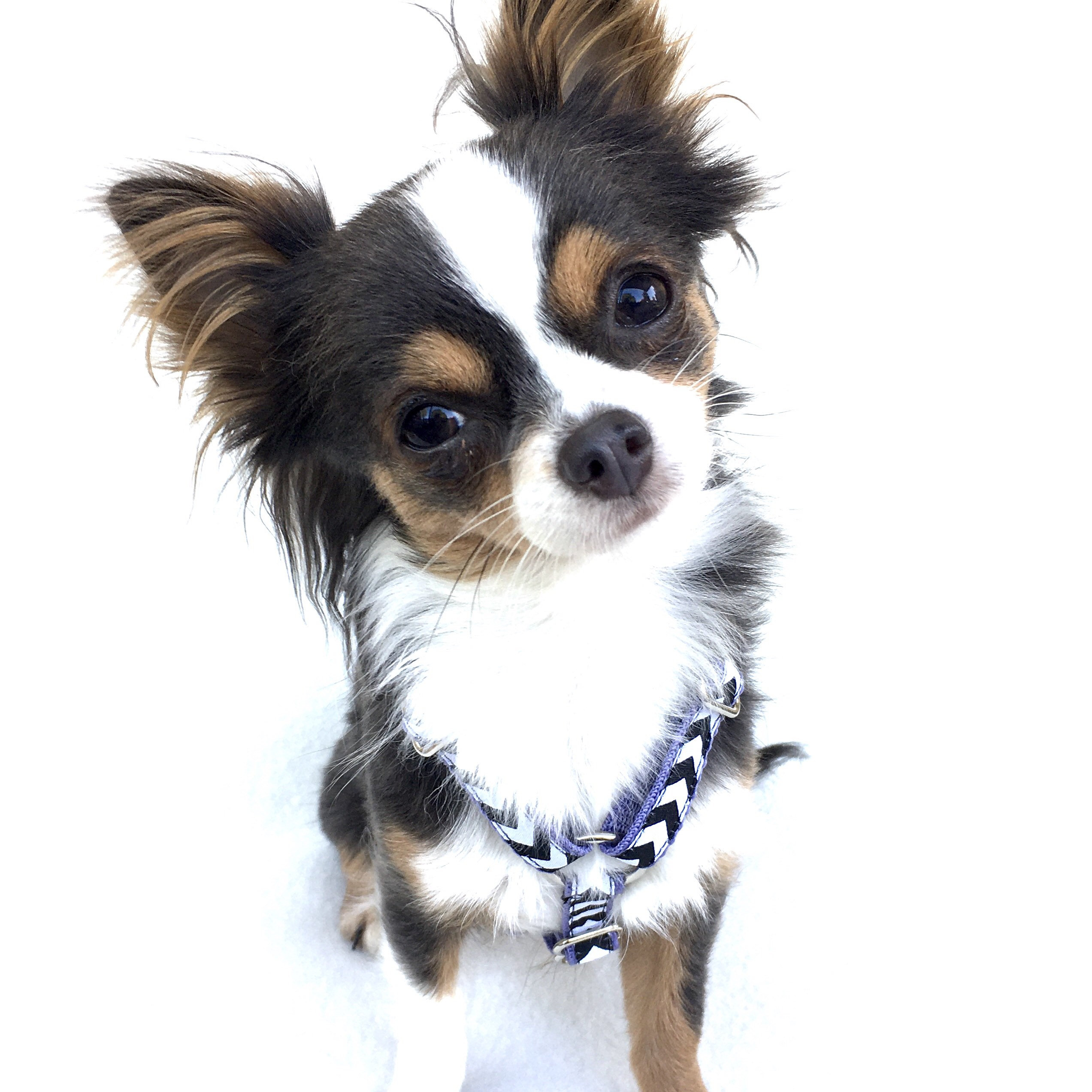Speciaal boycot Grillig Chihuahua tuigje - Etsy Nederland