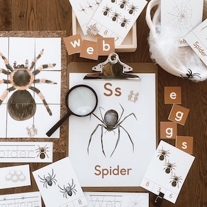 May include: Educational learning materials featuring spider and web illustrations, including letter cards with the text 'Ss', 'Spider', 'Web', 'eggs', and 'lings', a magnifying glass, number cards, and a small basket with white fibre.