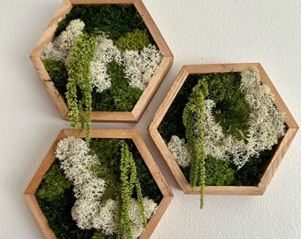 Moss Wall Art | Honeycomb Moss Single to Set of Twelve | Wood Hexagon | Reindeer, Pole, Sheet Moss Amaranthus | Moss Wall Art |  Unique Gift