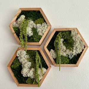Moss Wall Art | Honeycomb Moss Single to Set of Twelve | Wood Hexagon | Reindeer, Pole, Sheet Moss Amaranthus | Moss Wall Art |  Unique Gift