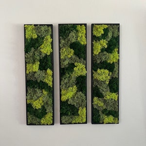 Moss Wall Art | Moss Wall Decor  | Preserved Moss Art Framed | Moss Wall Sets  | Rectangle Single - Set of Six | Green Reindeer Moss | Decor