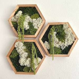 Moss Wall Art | Honeycomb Moss | Four Sizes, 5 x 6", 8 x 9", 10 x 11.5" or 12 x 13 3/4" | Wood Hexagon | Reindeer Pole Sheet Moss Amaranthus