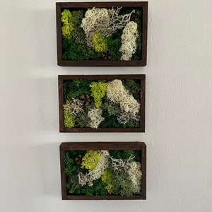 Op de afbeelding: Drie ingelijste mos-wandkunstwerken met een verscheidenheid aan groen en wit mos. Elk stuk heeft een bruin houten frame en een natuurlijke, organische uitstraling.