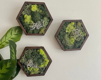 Moss Wall Art | Preserved Moss Wall Decor | Honeycomb Moss Decor | Single to Set of Twelve | Wood Hexagon | Green Reindeer Moss