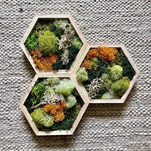 Honeycomb Moss  | Preserved Moss Wall Art |  Wall Art  |  Home  Decor  | Wood Hexagon  | Green and Mustard/Orange
