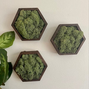 Moss Wall Art  | Preserved Moss Wall Decor  | Moss Home Decor | Wood Hexagon Honeycomb | Green