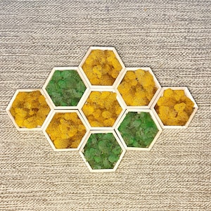 Moss Wall Art | Preserved Moss Wall Decor  | One to Set of Twelve | Honeycomb Set | Colours Displayed in Pictures